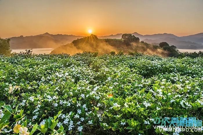 栀子花