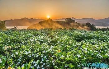 栀子花的病虫害防治