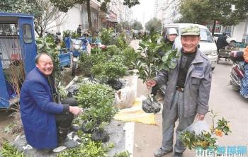 农村集市苗木旺销