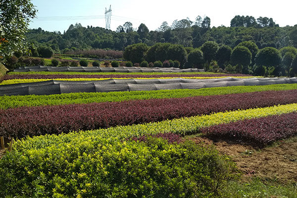 大美苗圃中的绿化小苗实拍