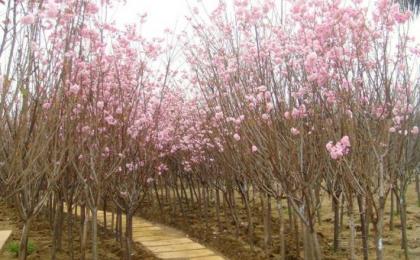 长沙地径8公分樱花树价格多少钱