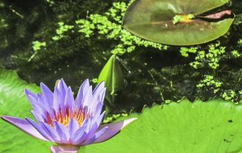 睡莲价格多少钱一棵园林水景绿化植物睡莲价格