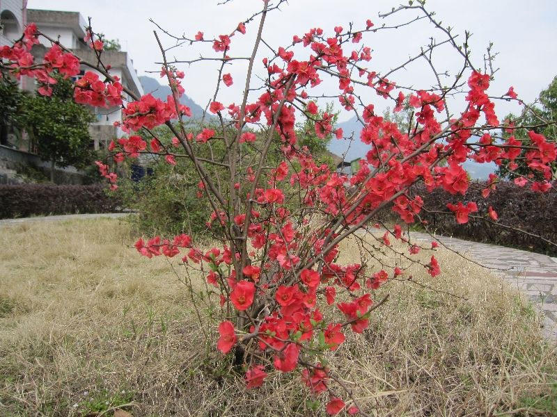 日本海棠