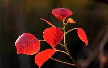 哪里有乌桕树小苗种植基地