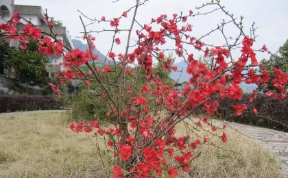 山西日本海棠基地前景行情怎么样