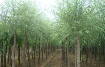 四川有种植馒头柳的基地吗