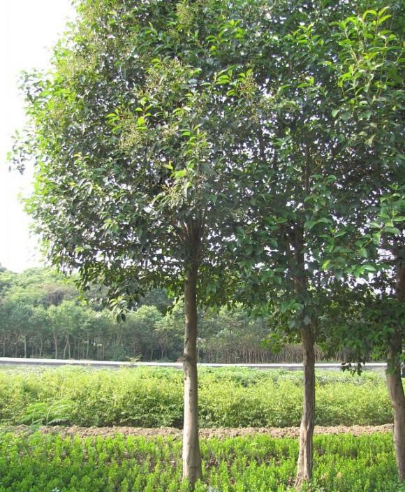 大叶女贞是园林绿化中常用的行道树,其绿化效果明显,移栽成活率高