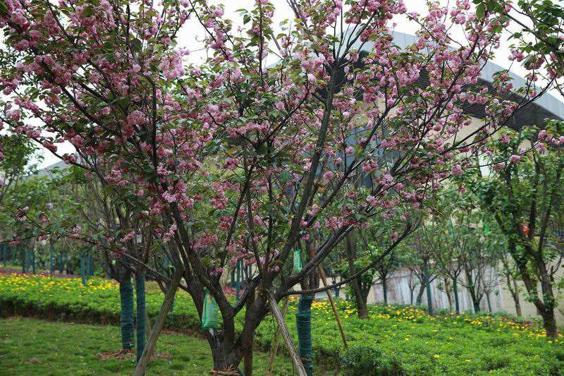 樱花树