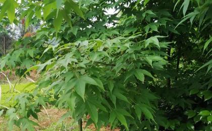 甘肃有种植鸡爪槭的基地吗