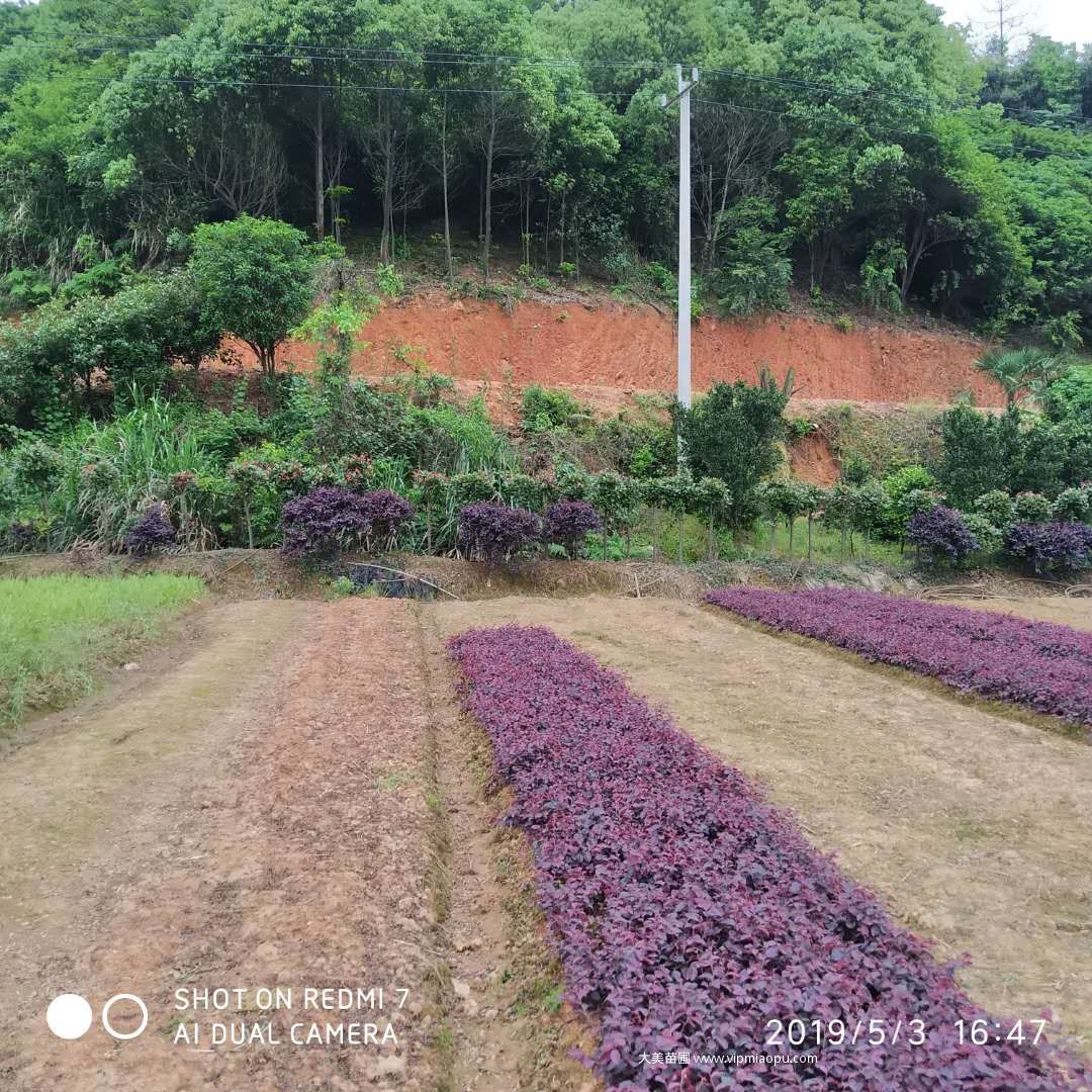 大美苗圃中的红花檵木