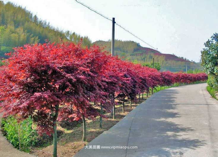 日本红枫