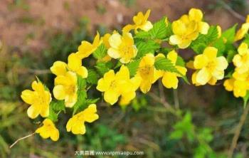 常见花灌木之黄花棣棠