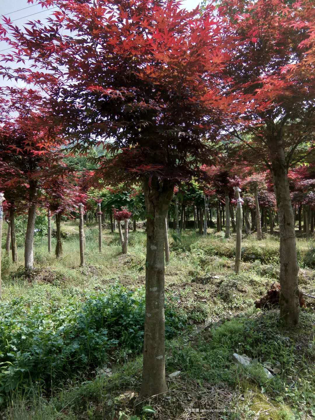 日本红枫