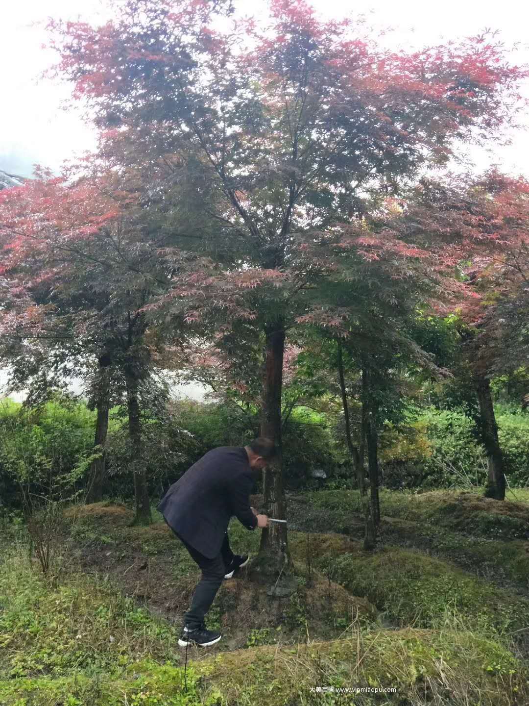 日本红枫