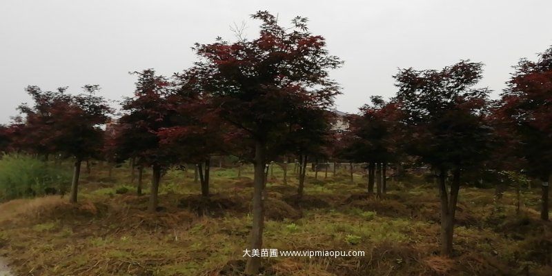 日本红枫