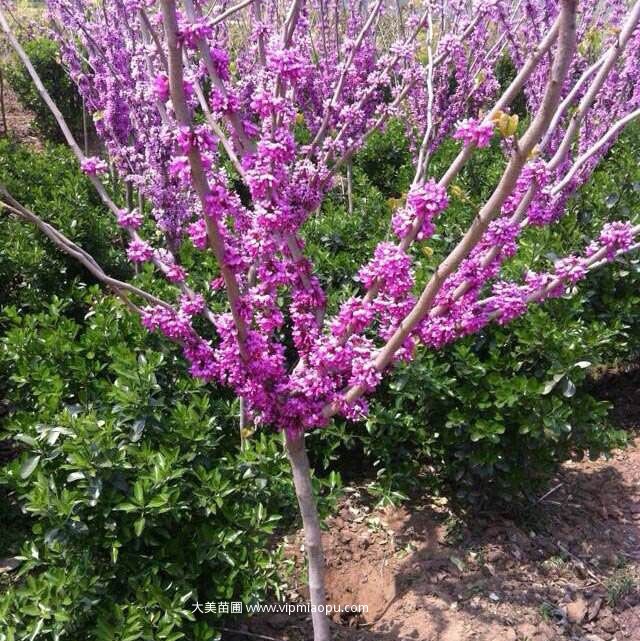 紫荆树