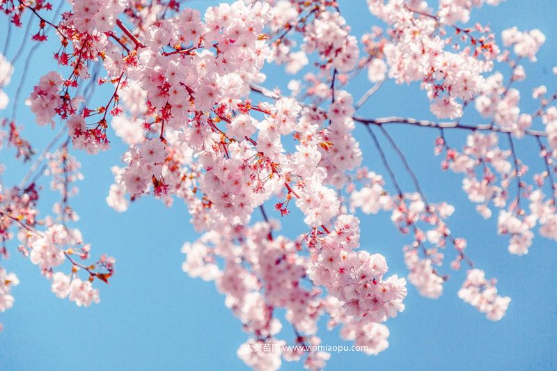 美丽的苗木的花朵