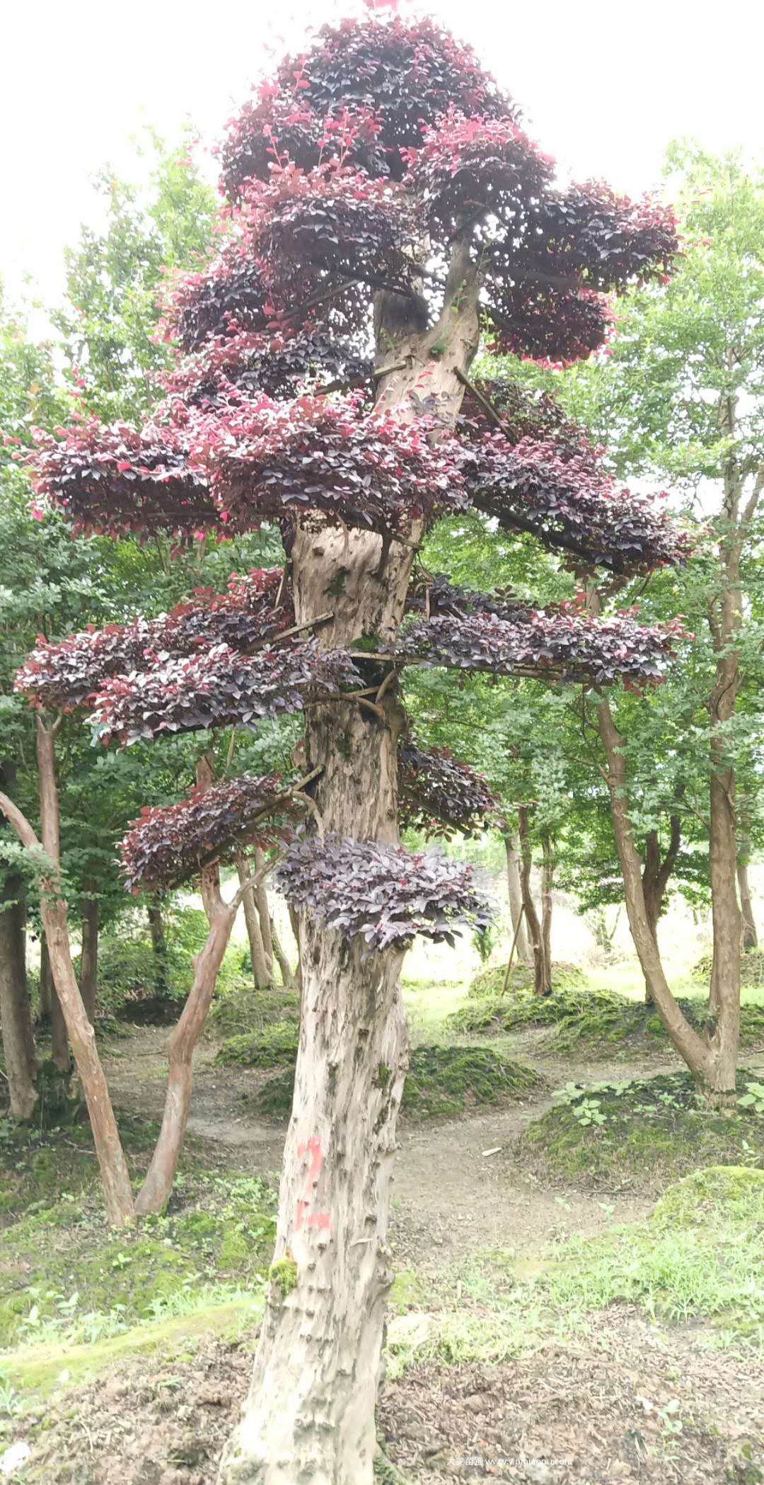 造型红花檵木