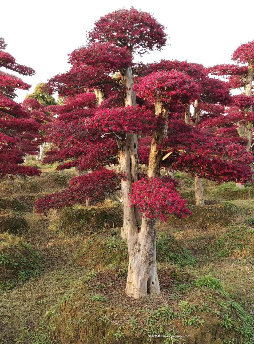 造型红花檵木