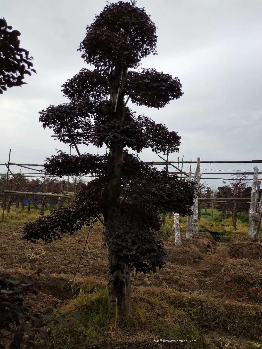 造型红花檵木