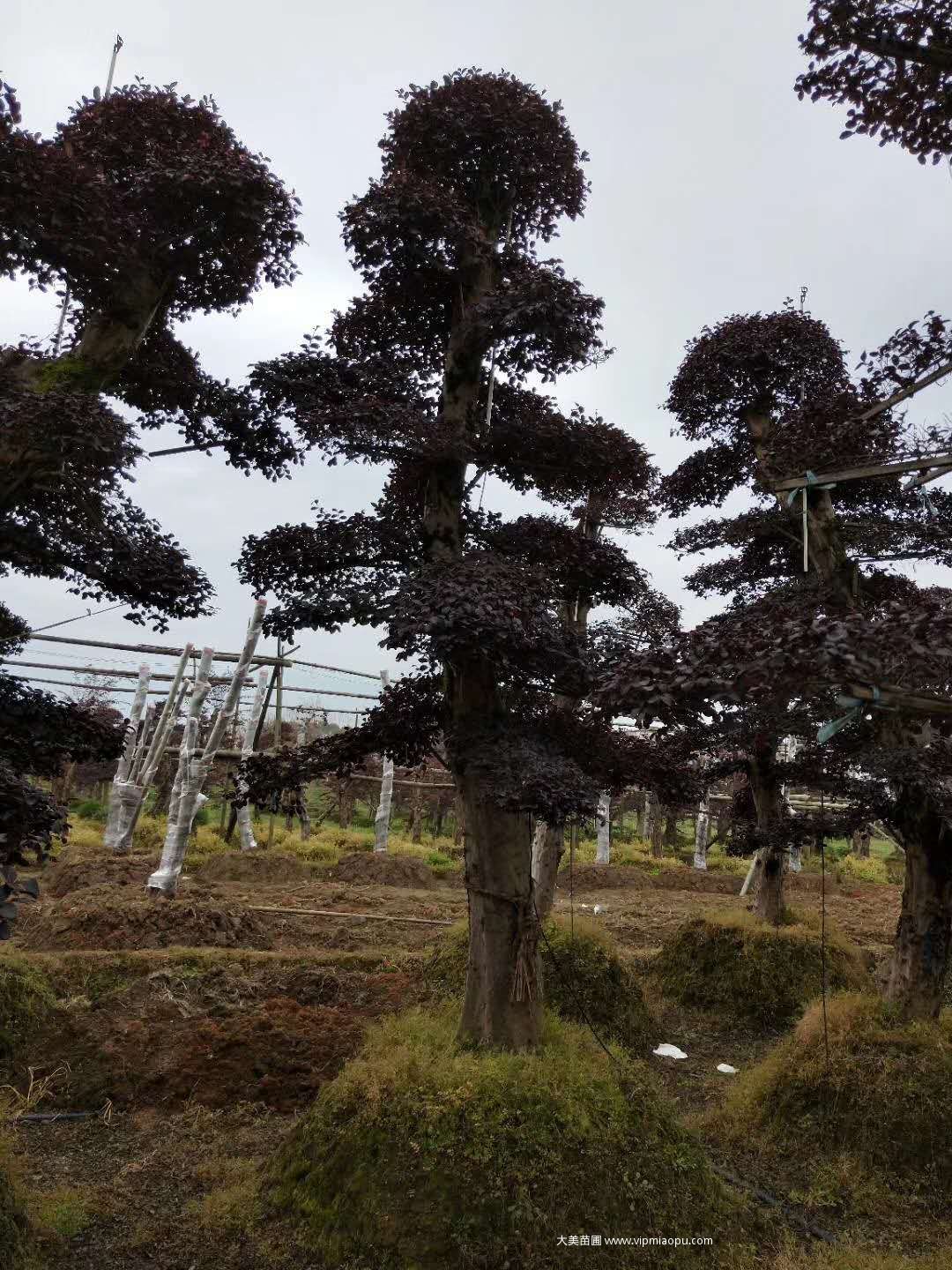 造型红花檵木