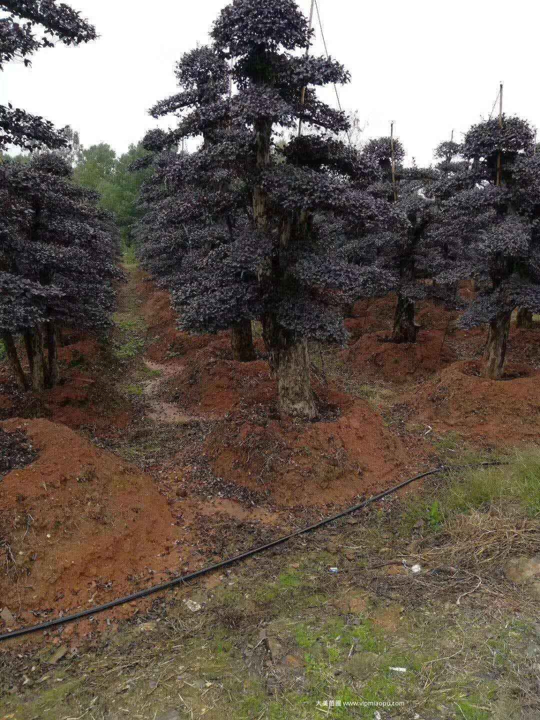 造型红花檵木