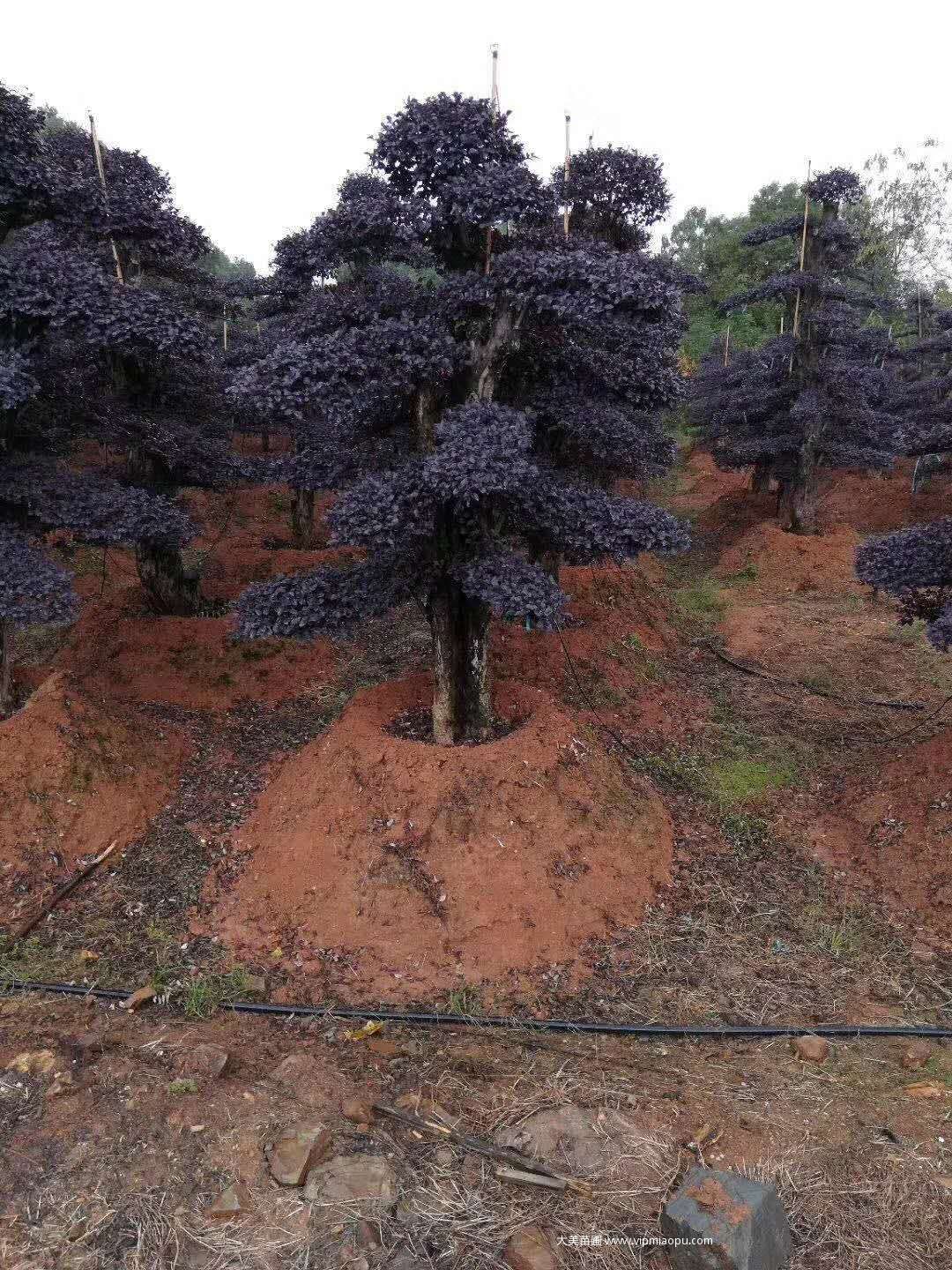 造型红花檵木