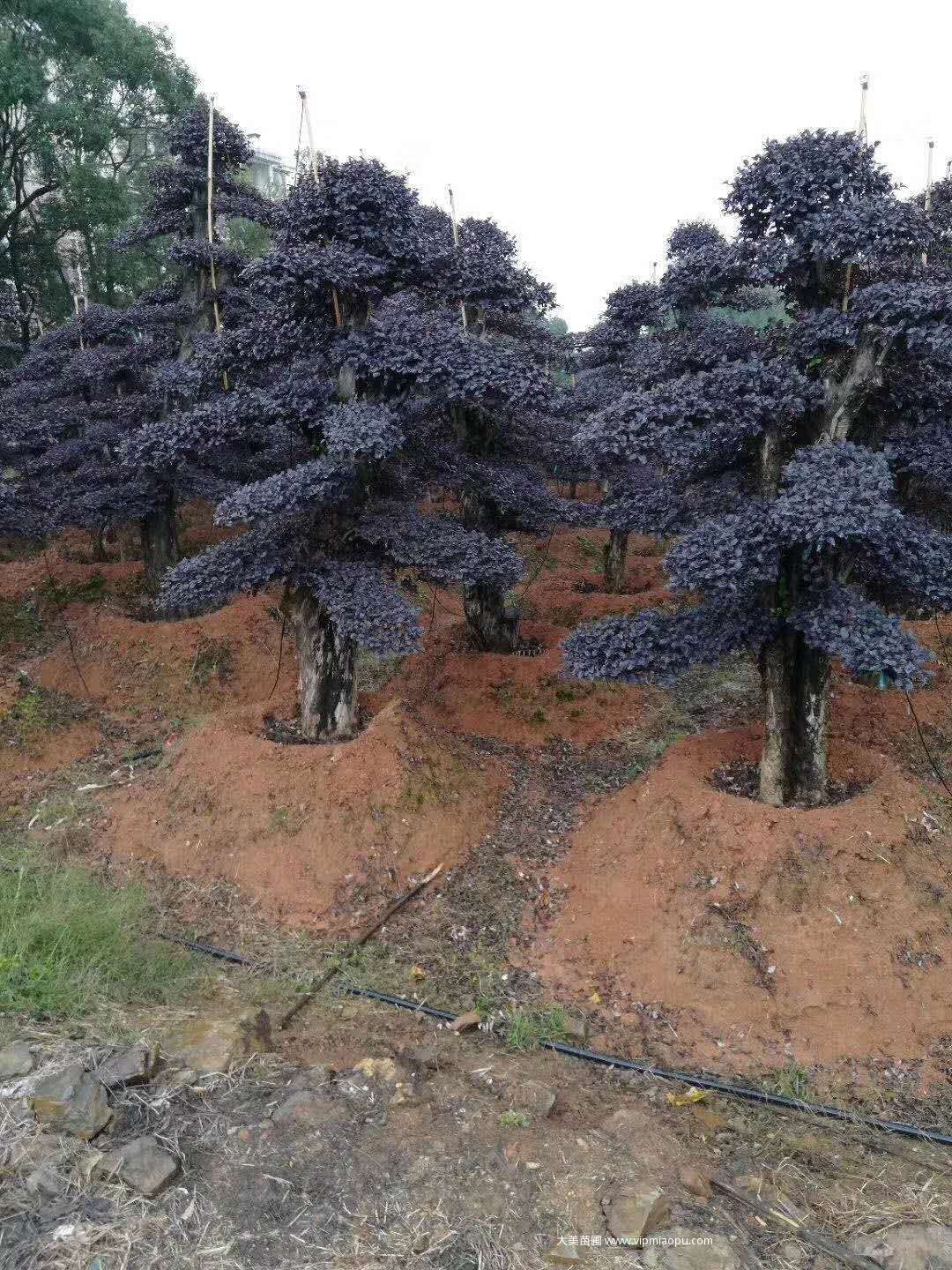 造型红花檵木