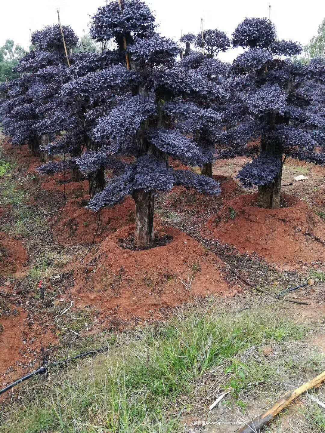 造型红花檵木