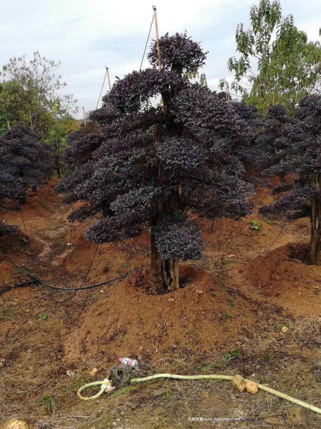 造型红花檵木