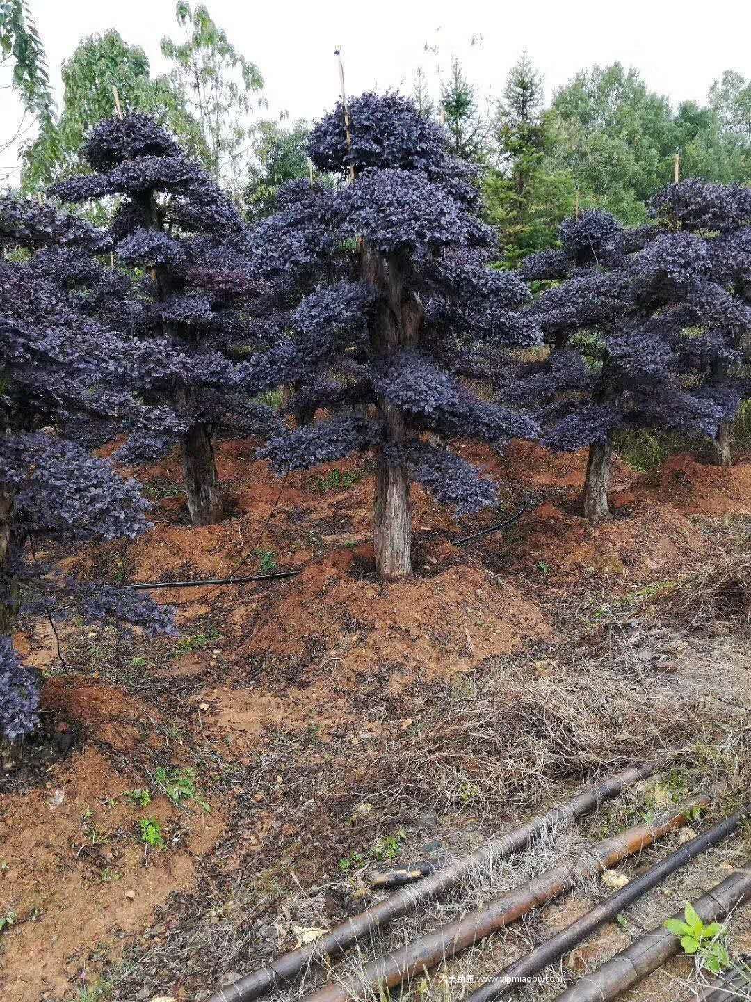 造型红花檵木