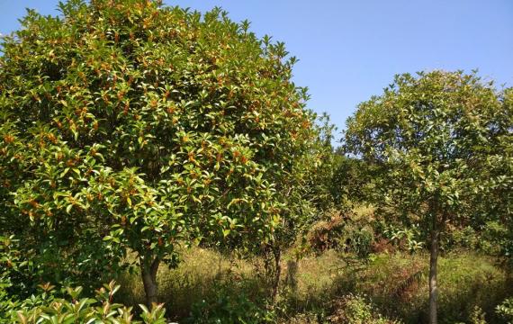 桂花树