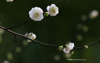 绿梅花树苗价格