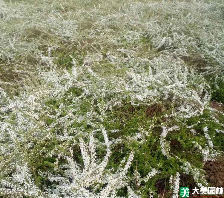 珍珠绣线菊