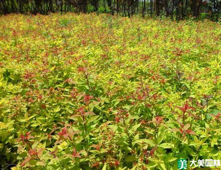 金山绣线菊