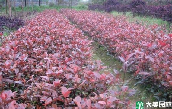 长沙哪里有苗木基地批发市场