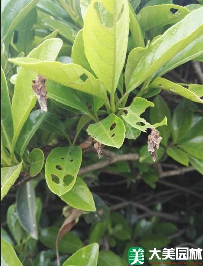 植物虫害大全配图文图片