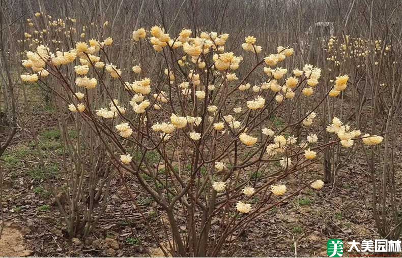 白花树