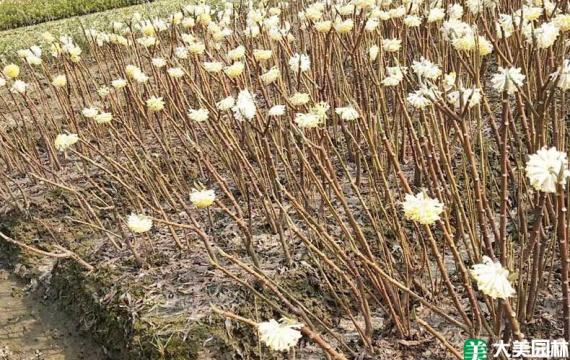 白花树