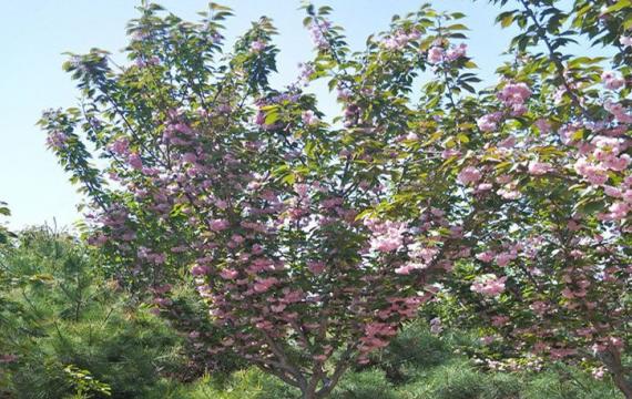 染井吉野樱花