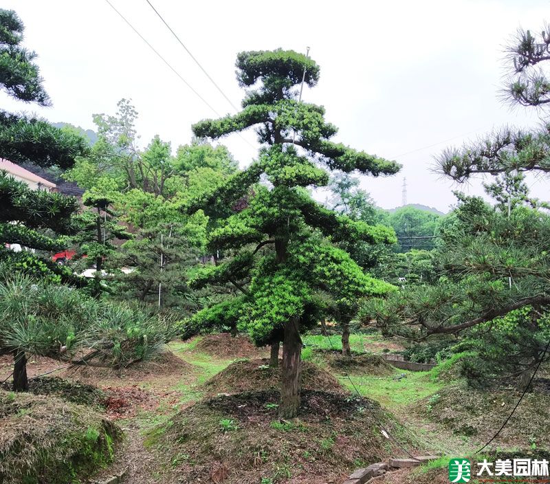 城市园林树木修剪造型办法