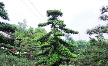 城市园林树木修剪造型办法