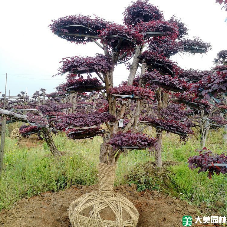 湖南柏加花木市场