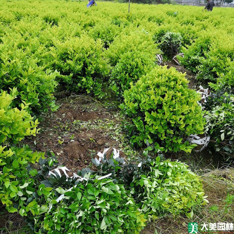 女貞」最新日本女貞_價格_產地報價表_圖片-湖南長沙大美園林苗木基地