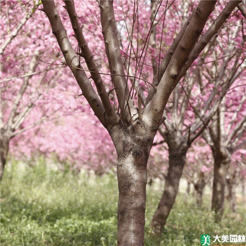 菊花碧桃