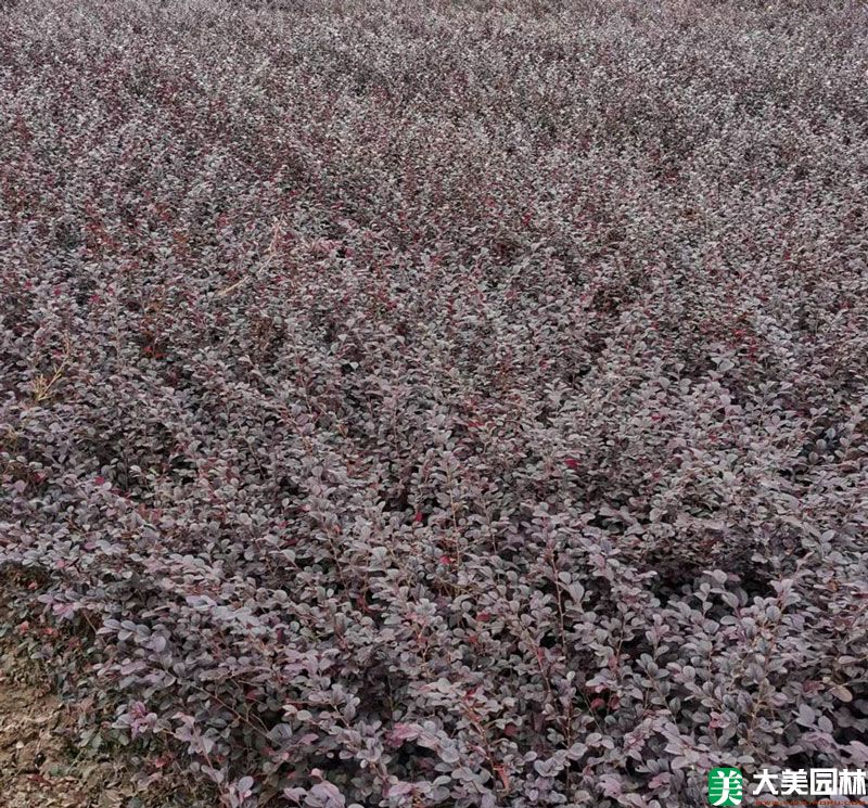 红花檵木