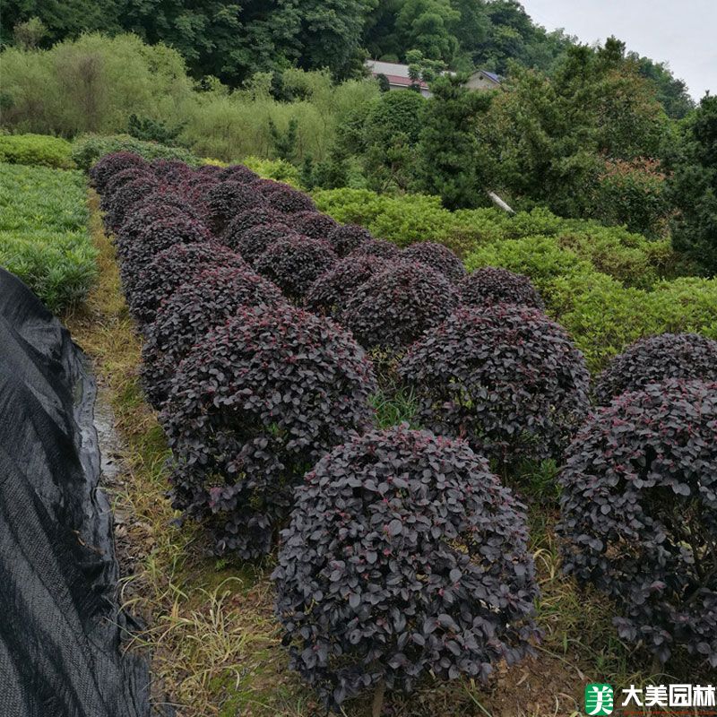 红花檵木