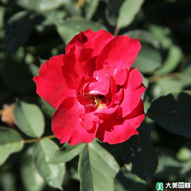 红帽子月季花品种图片图片
