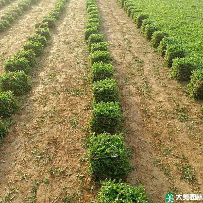 大叶油草