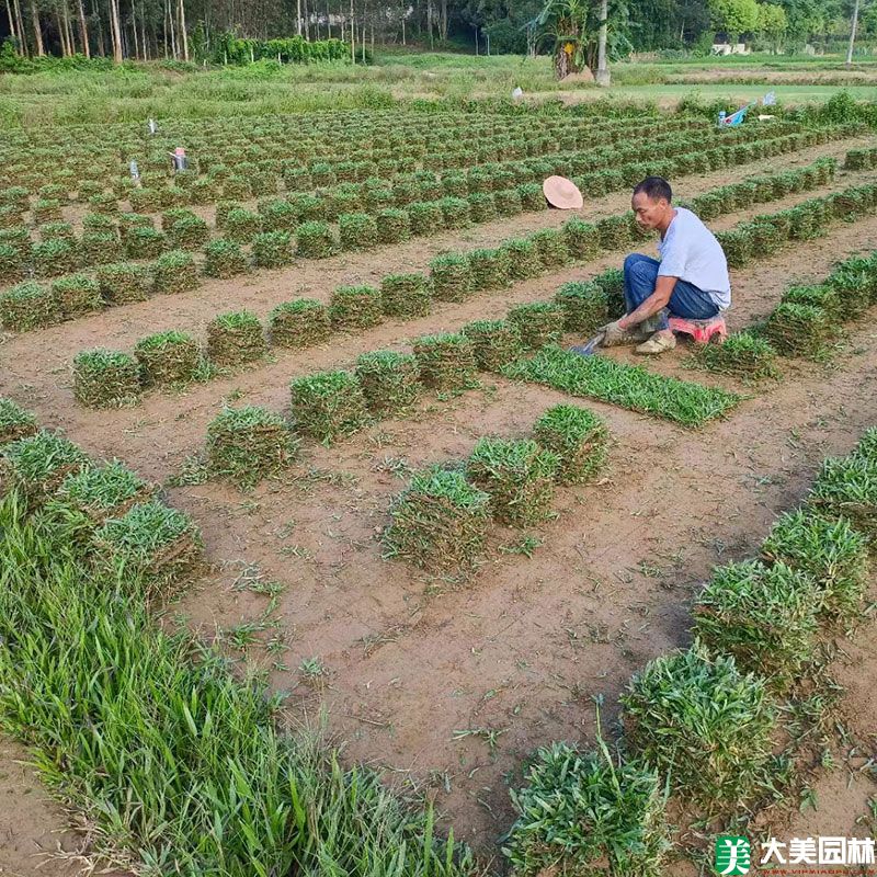 大叶油草